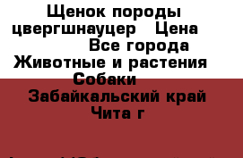 Щенок породы  цвергшнауцер › Цена ­ 30 000 - Все города Животные и растения » Собаки   . Забайкальский край,Чита г.